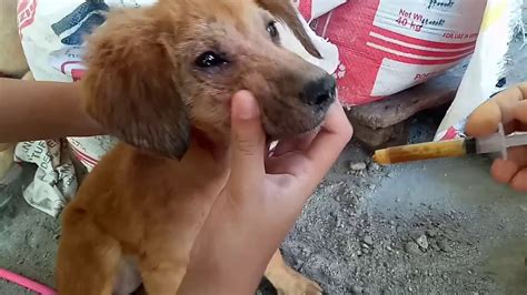 Doginfos ᐅ Parvo: Mga Sintomas at Gamot ng Parvo sa Aso.